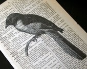 Perched Bird Print on Vintage French Dictionary - 5 x 7