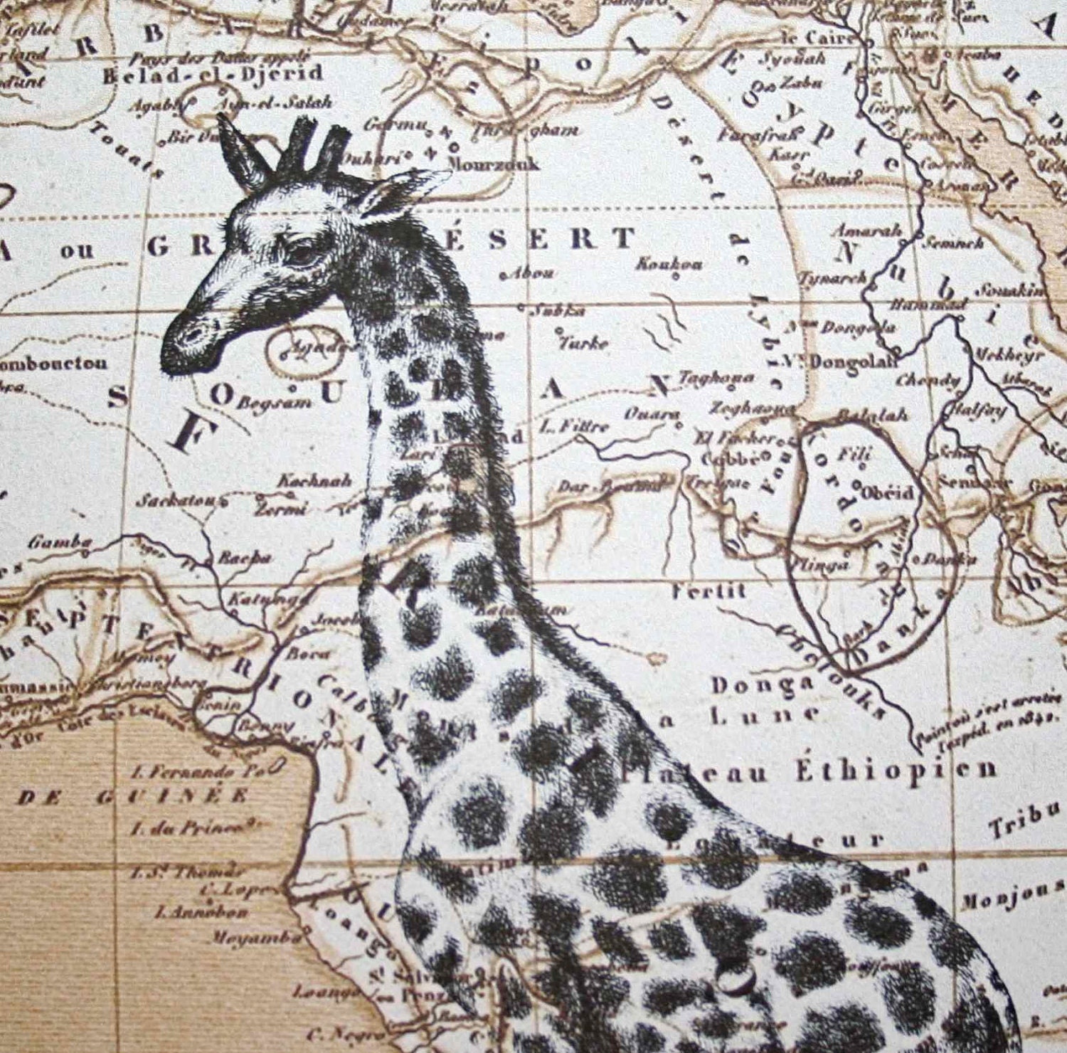 Giraffe Print on Map of Africa - 5 x 7 Giraffe Map Print Digital Print - CrowBiz