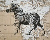 Zebra Print on Map of Africa - 5 x 7 Zebra Map Print - CrowBiz
