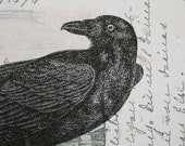 Raven or Crow Print on Vintage Postcard Background - 5 x 7 Raven Print