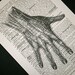 Hand and Fingers Print on Vintage Latin Dictionary - 5 x 7 Anatomical Hand Print