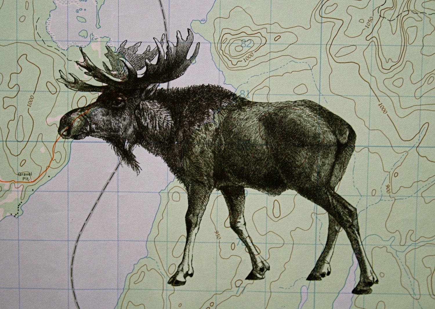 Moose Print on Topographic Map Quebec Canada - 5 x 7