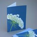 Queen Anne's Lace Notecards, Set of 4 Blue White Flower Wildflower Spring Summer Nature Natural History