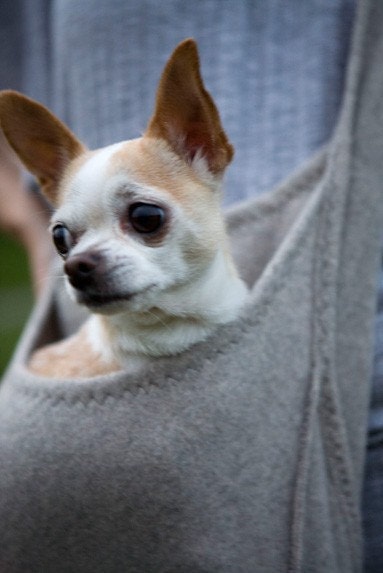 kangaroo pouch dog carrier by hodgepodgefarm on Etsy