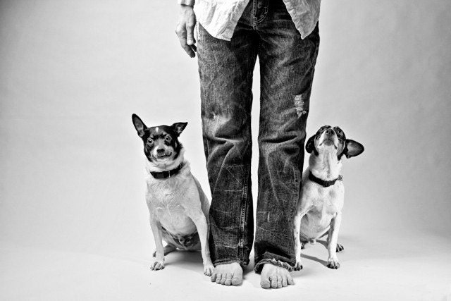 curious & confused dogs