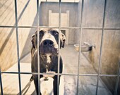 shelter dogs, no. 30