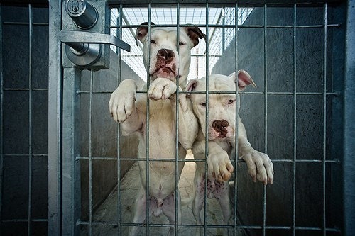 shelter dogs no23 - reject me to my face