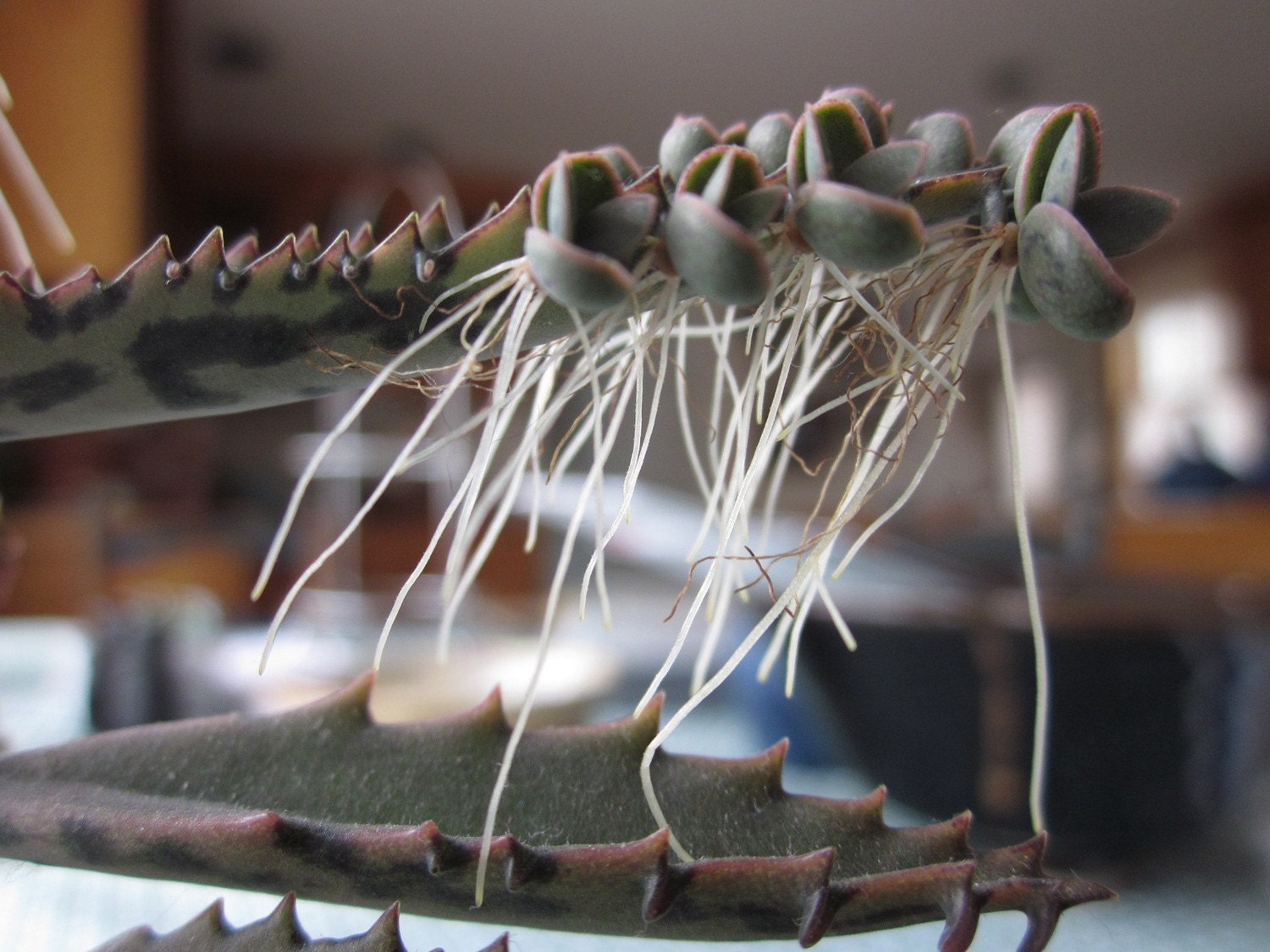 Mother of Millions Baby Plants - Set of 35 babies