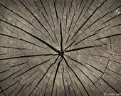 Circle of Life  - 4x6 inches Fine Art Photograph - Original Signed Fine Art Photography Print