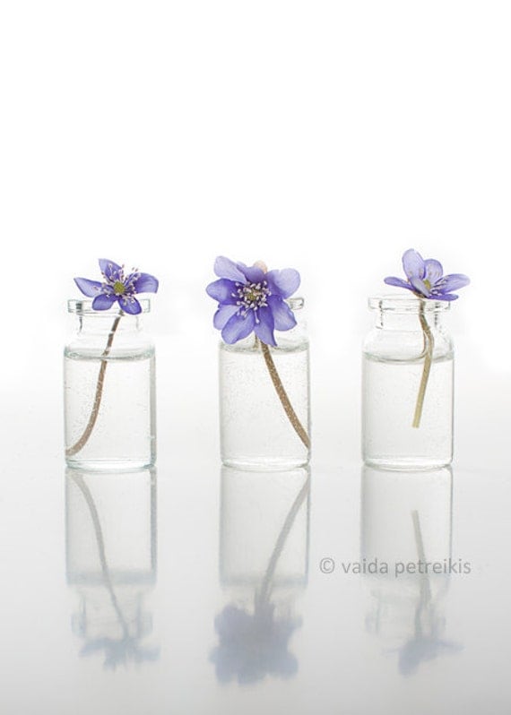 Spring Signs - 5x7 inches Fine Art Photograph - Original Signed Photo - A triple image of first spring flowers - hepatica