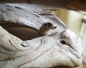 Needle Felted Meerkat
