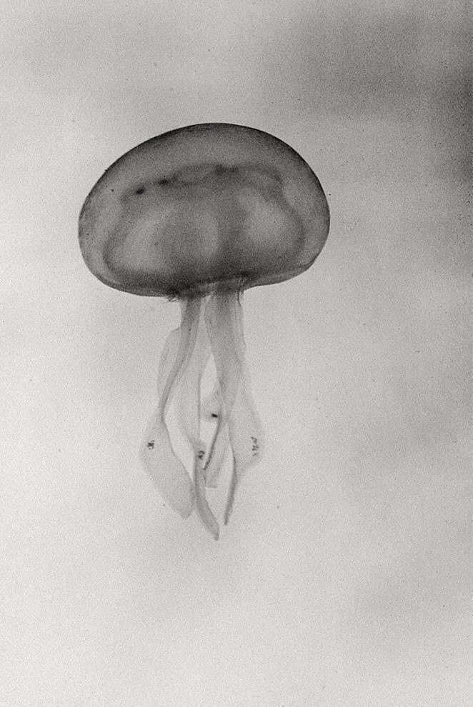 Jellyfish art  - Fine art photography print  - Animal - 6,7x10 - Black and White - Home decor