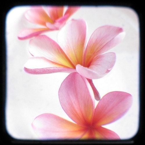 Flower Photography Pink Yellow Frangipani Plumeria 5x5 TTV Spring Wall Decor Floral Art Print Nature Photography, Tropical Home Decor