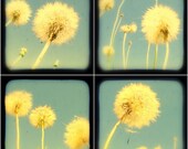 Dandelion Photo Print Set TtV 5x5 Summer Nostalgia, Powder Blue, Light Turquoise Fine Art Botanical Nature Photography Wall Decor