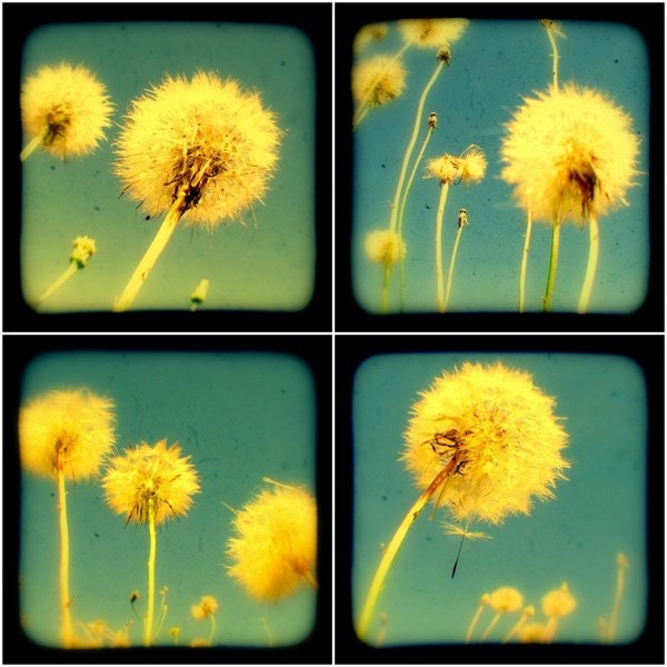 Fine Art Dandelions Photography Set of Four TtV 4x4 Nature Botanical Photos Turquoise Wall Decor