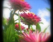 Pink Flowers Photo 4x4 TtV Colorful Flower Photography Nature Print - In Bloom Girly Floral Art - Blue Summer Sky Garden Delights Home Decor