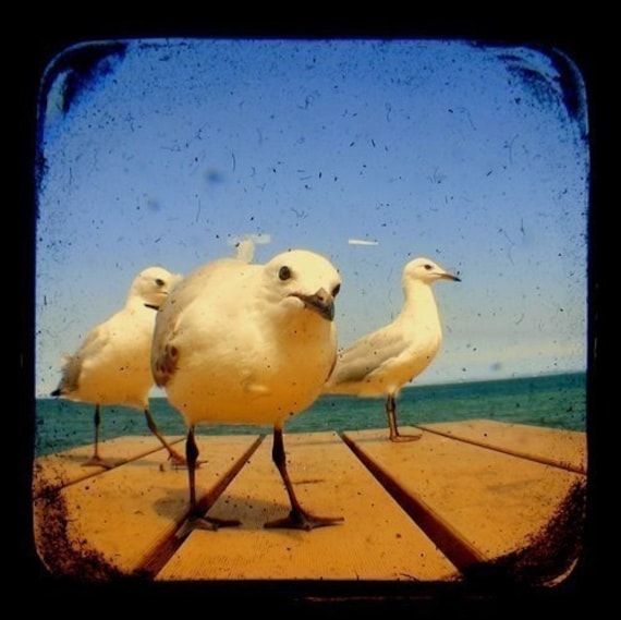 Seagull Bird Photo Print TtV Bird Photography - Nature Photography Wall Decor Seaside Birds Wildlife Home Decor Animal Photography 5x5