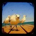 Seagull Bird Photo Print TtV Bird Photography - Nature Photography Wall Decor Seaside Birds Wildlife Home Decor Animal Photography 5x5