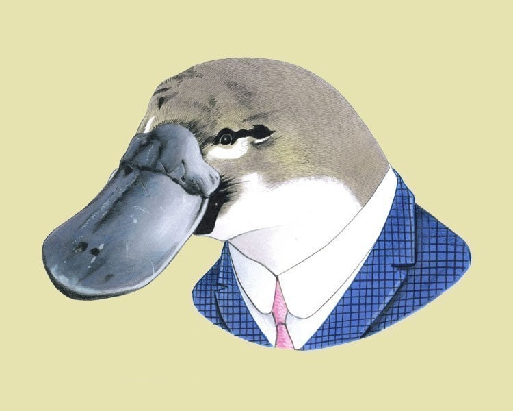 Platypus print 8x10