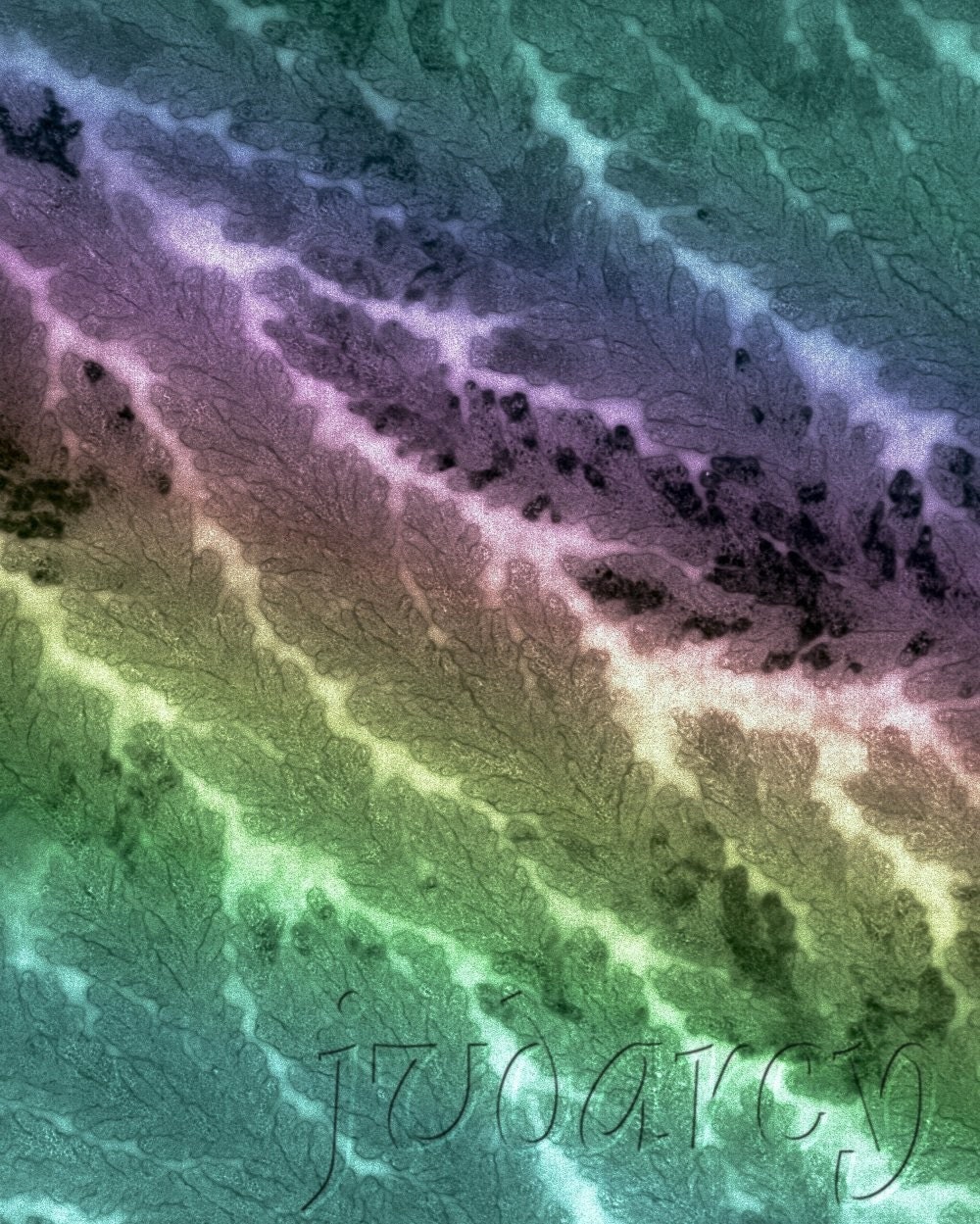 Imaginary Flora -- Digitally Altered Elelctron Microscope Photograph 8 x 10 print
