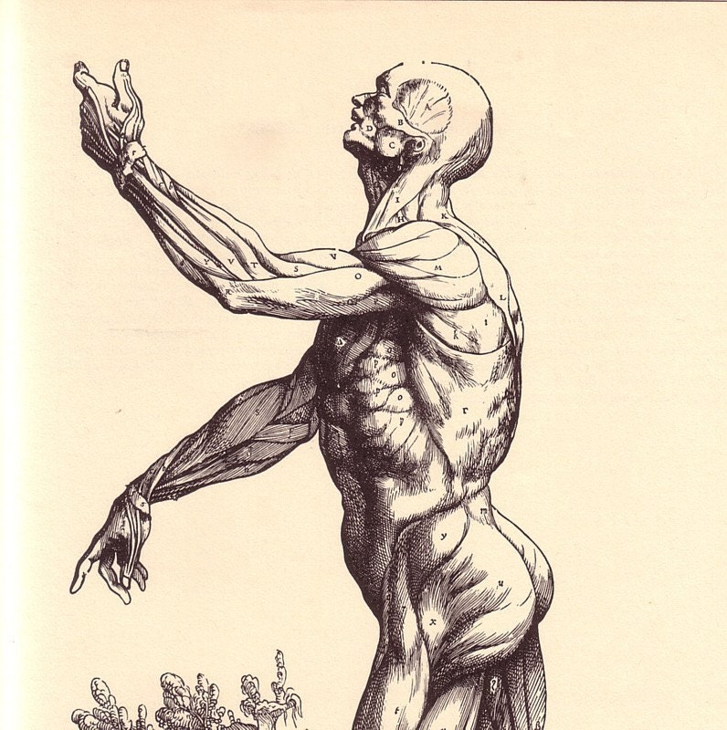 Vintage Anatomy Illustration Human Muscles Side by