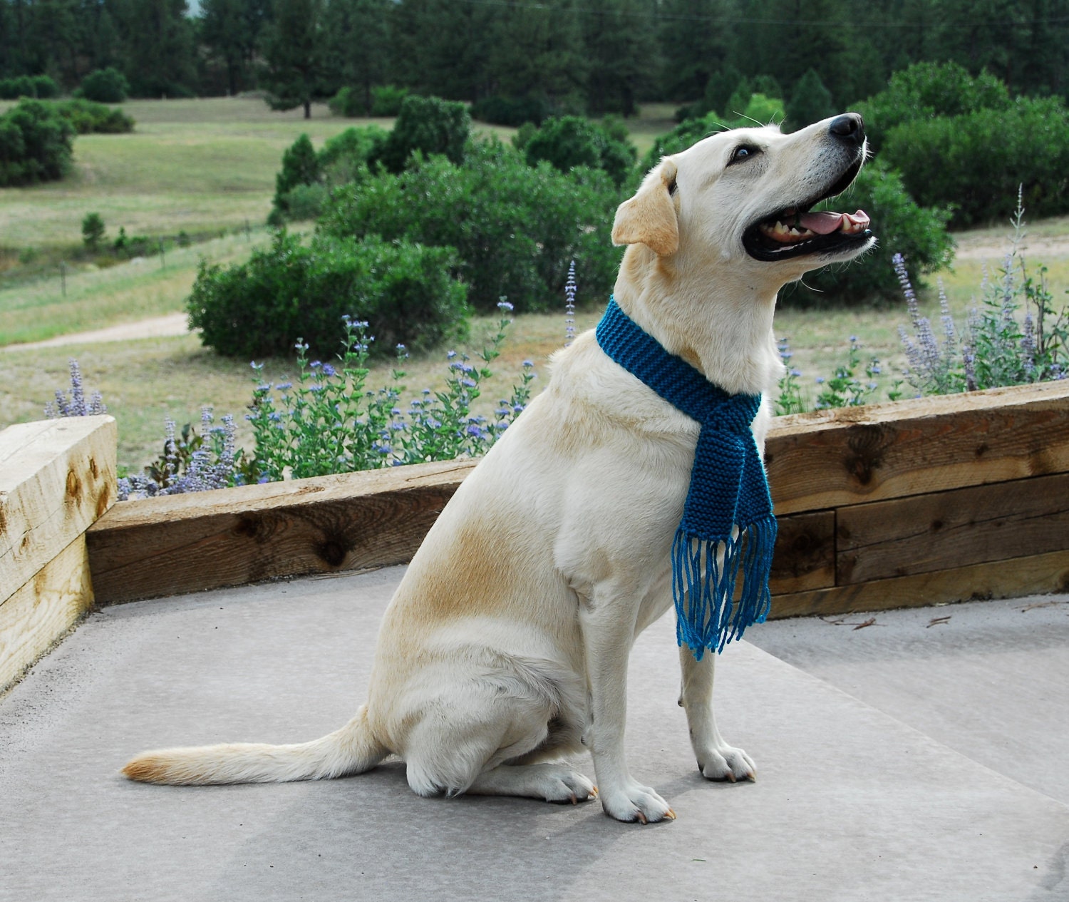 Doggie Scarf - For Medium to Large sized breeds