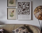 Large Print - Burrowing Animals Poster