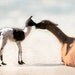 Llama Baby 8 x10 Print - Baby Breath - Photograph - Home Decor - Wall Art