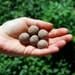 Eco Friendly Custom Seed Bomb Wedding Favors - Perfect for Outdoor Country Garden Ceremony Flowers Herbs Wildflowers