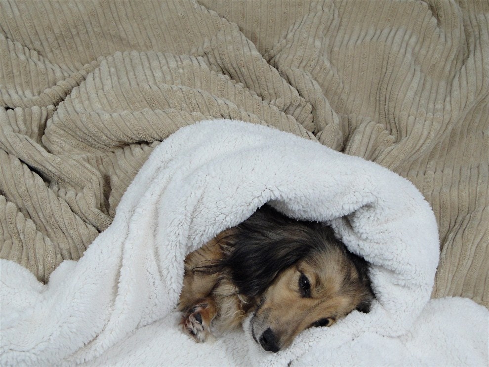 Dog Bed - Snuggle Sack - 28" x 32" - Cuddle Bag - Cats - Pets - Camel Welt & Rib Texture- Includes Embroidered Personalization