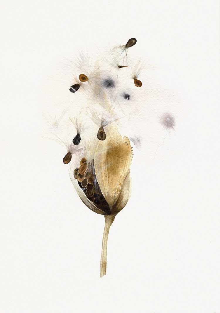 Milkweed Pod- Botanical Archival print of original Watercolor, botanical art - amberalexander