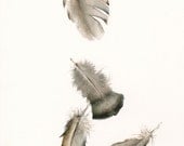 watercolor painting- nature art, feather art,Turkey Feathers No. 2 Archival print