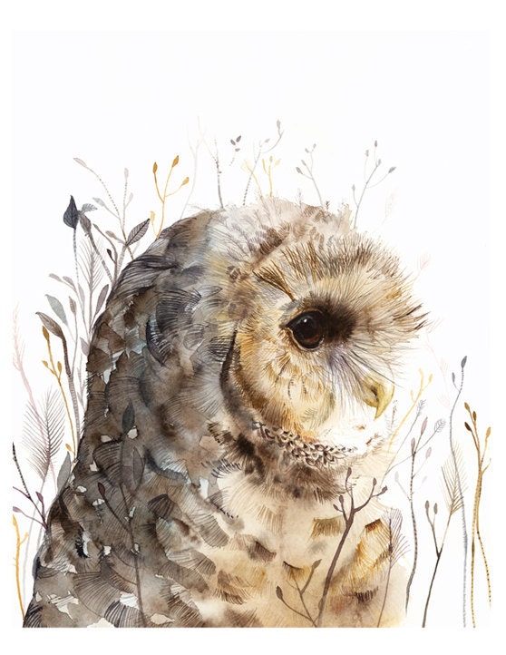 Owl watercolor art- Spotted Owl -print after original watercolor - amberalexander