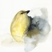 bird art , yellow bird - watercolor - COAL