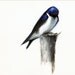 Content - Bird Art