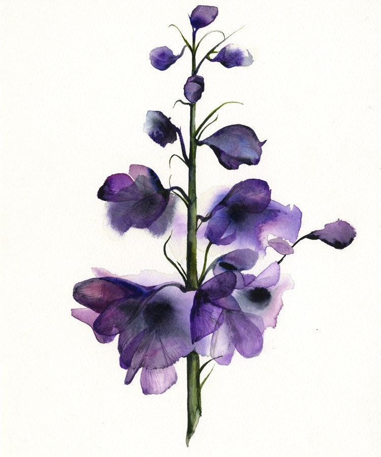 Delphinium - botanical print, watercolor botanical, watercolor flowers, cottage chic