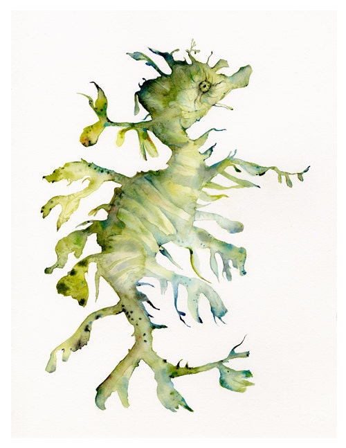 Leafy Sea Dragon - archival print