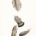 watercolor painting- nature art, feather art,Turkey Feathers No. 2 Archival print