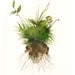 watercolor- Earth- Large moss, spring, green, Botanical Archival Art print of watercolor