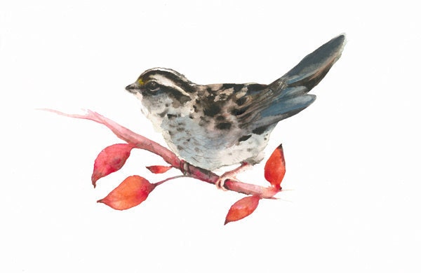 White Throated Sparrow- Archival print-  bird art, christmas