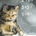 Math - Cat Cards- 5 blank cards, cat lover, student, teacher