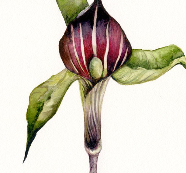 Jack in the Pulpit - Botanical archival Art print, gardening