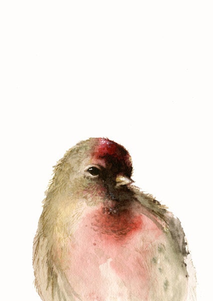 bird cards-"Red"- redpoll, rose, nature, spring