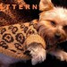 SEXY BEAST Dog Sweater Knitting Pattern - LEOPARD