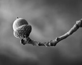 Acorn 11 x 14 inch black and white photograph