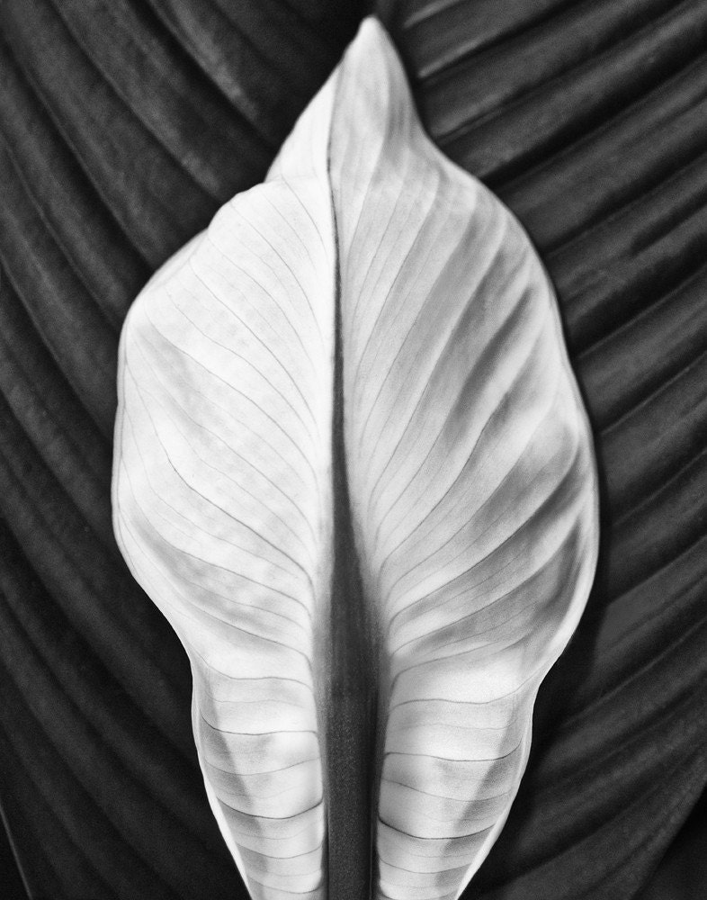 Like a Silk Dress in a Fred Astaire Movie  11 x 14 inch black and white photograph