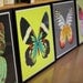 forest owl moth limited edition print