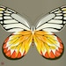 jezebel butterfly limited edition print