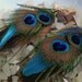 Peacock eye feather earrings, 18K Gold filled tribal spirals, 5 inch long,ecofriendly feathers