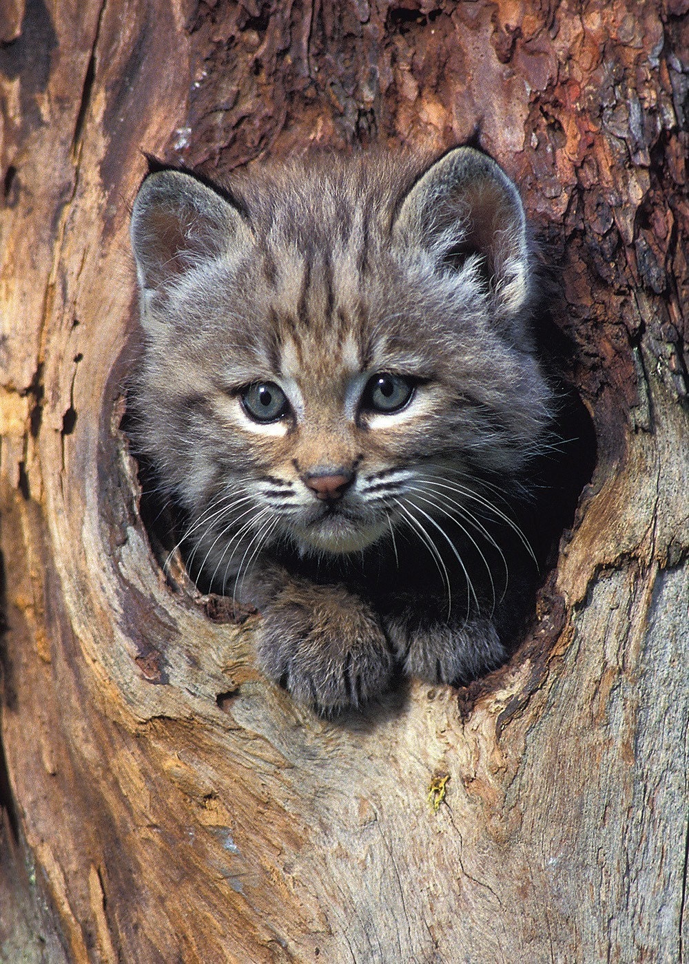 Bobcat Kitten - 5x7 Original Fine Art Photograph